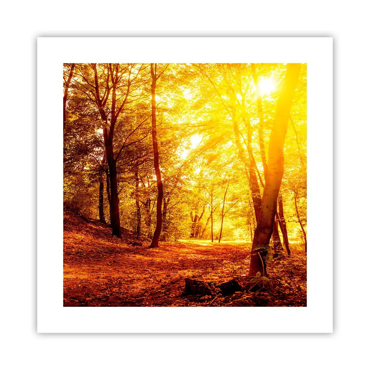 Poster - Op weg naar de gouden open plek - 40x40 cm