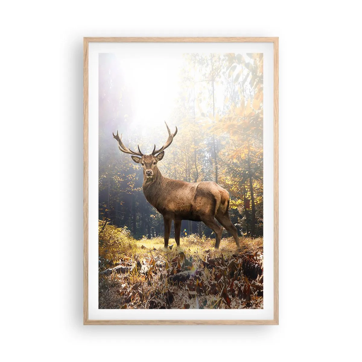 Een poster in een licht eiken lijst - In volle majesteit - 61x91 cm