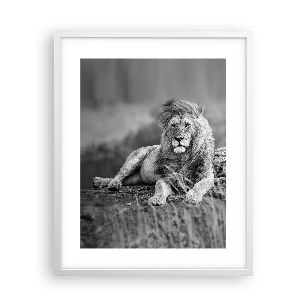 Poster in een witte lijst - Koninklijke siësta - 40x50 cm