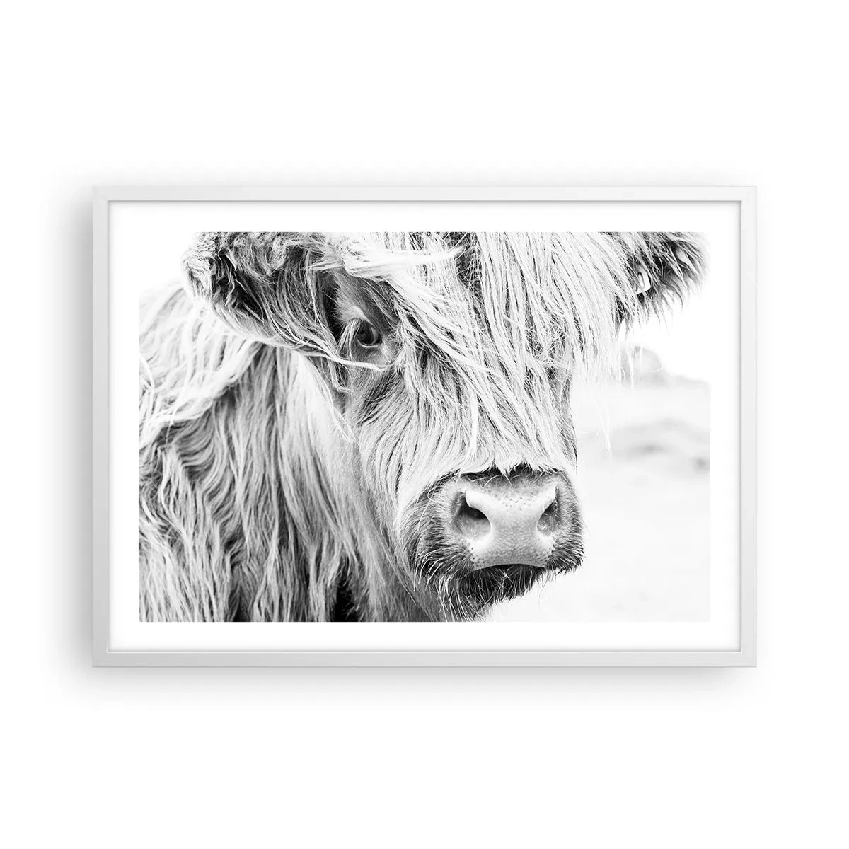Poster in een witte lijst - Schotse wildheid - 70x50 cm