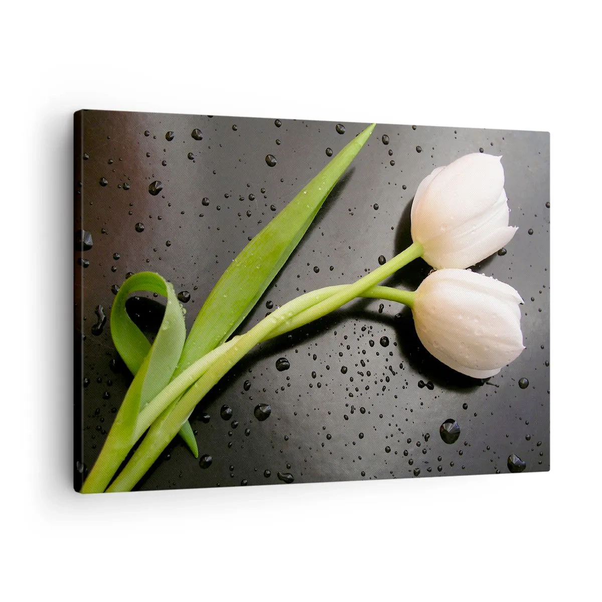 Schilderen op canvas - Witte tulpen op een zwarte achtergrond met waterdruppels - 70x50cm - Lente weefsel - Moderne wanddecoratie voor woonkamer en slaapkamer ARTTOR
