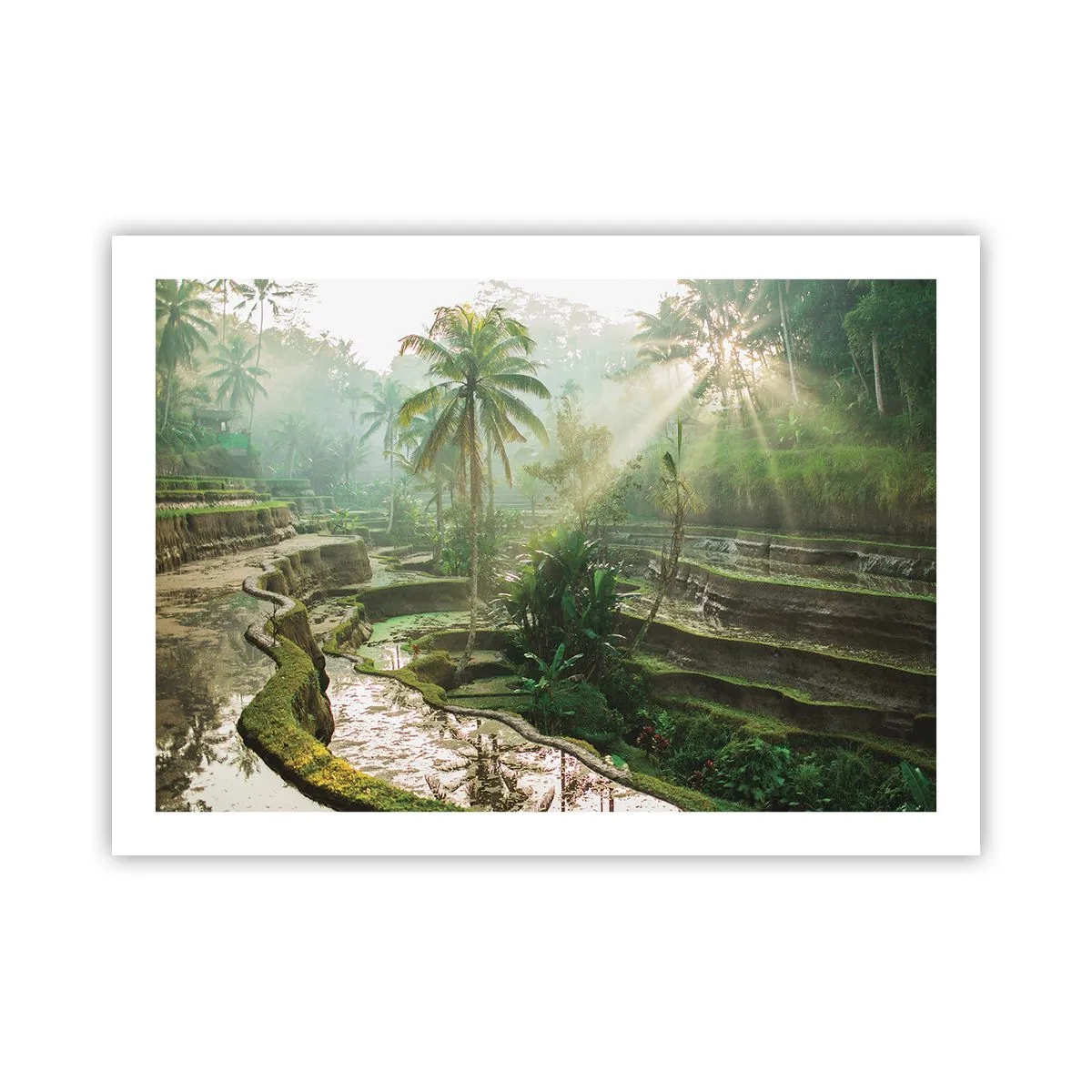 Poster - Opgroeien in de zon - 70x50 cm