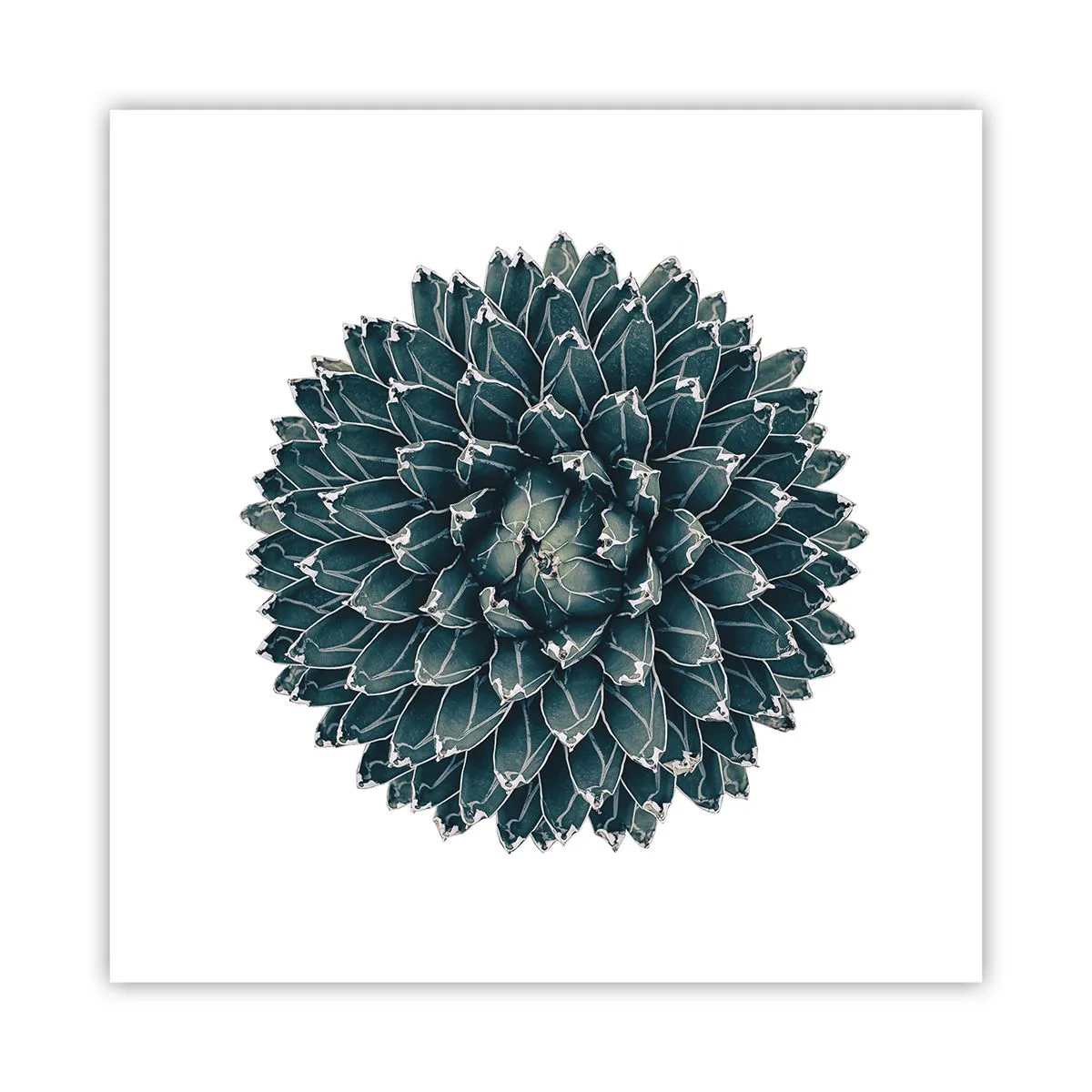 Poster - De ster van de woestijn - 60x60 cm