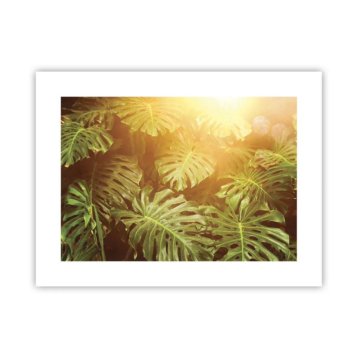 Poster - In het groen treden... - 40x30 cm