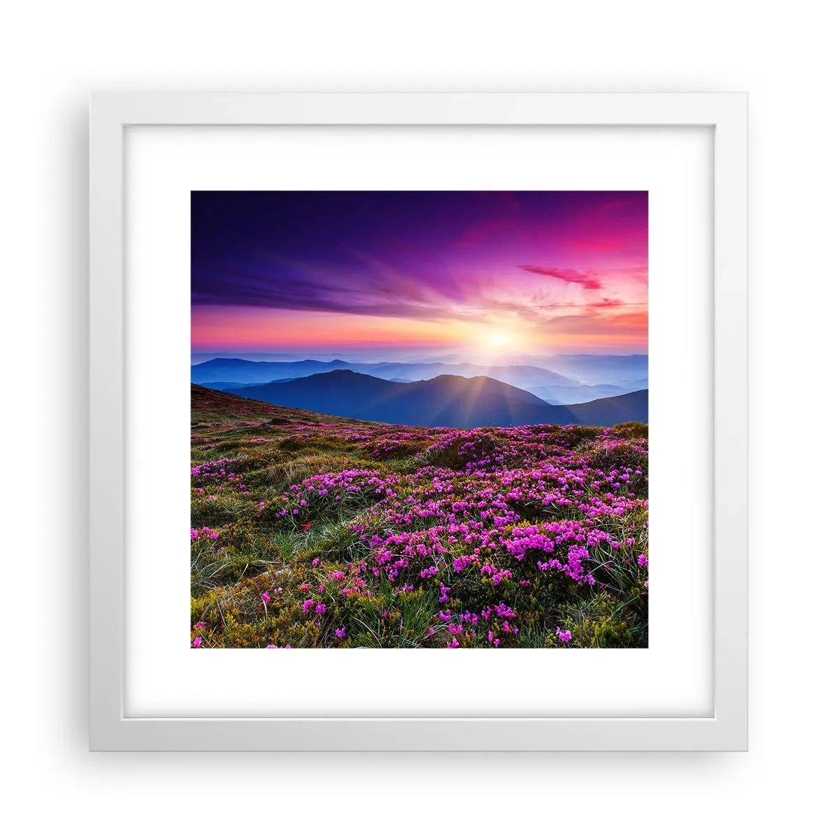 Poster in een witte lijst - Kruiden roken naar verse trossen van de velden - 30x30 cm