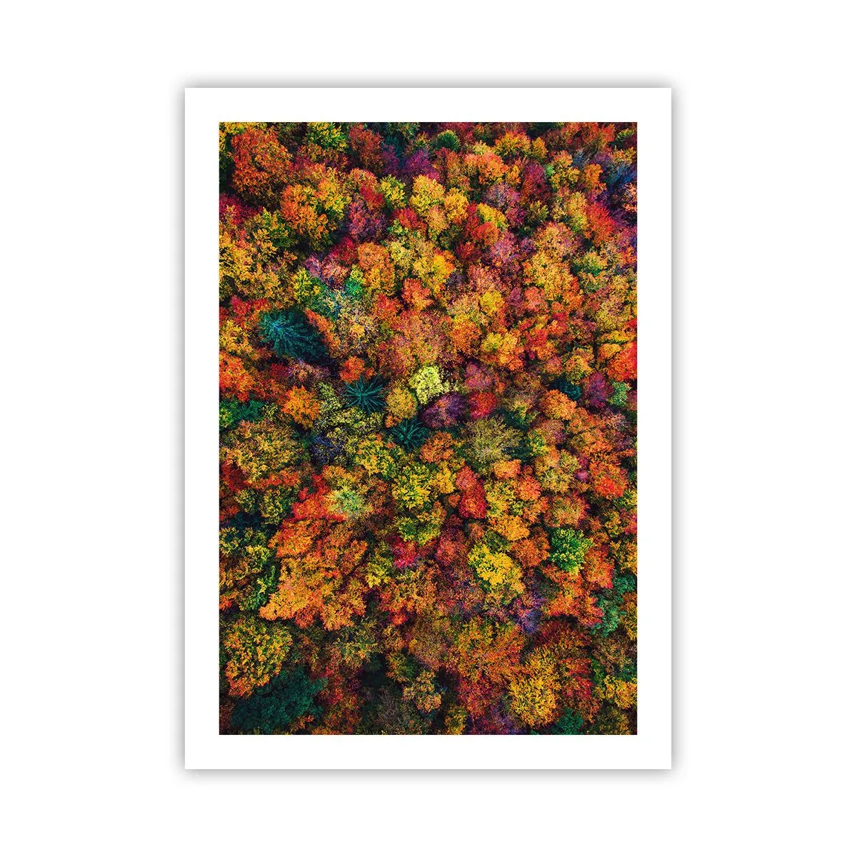 Poster - Boeket herfstbomen - 50x70 cm