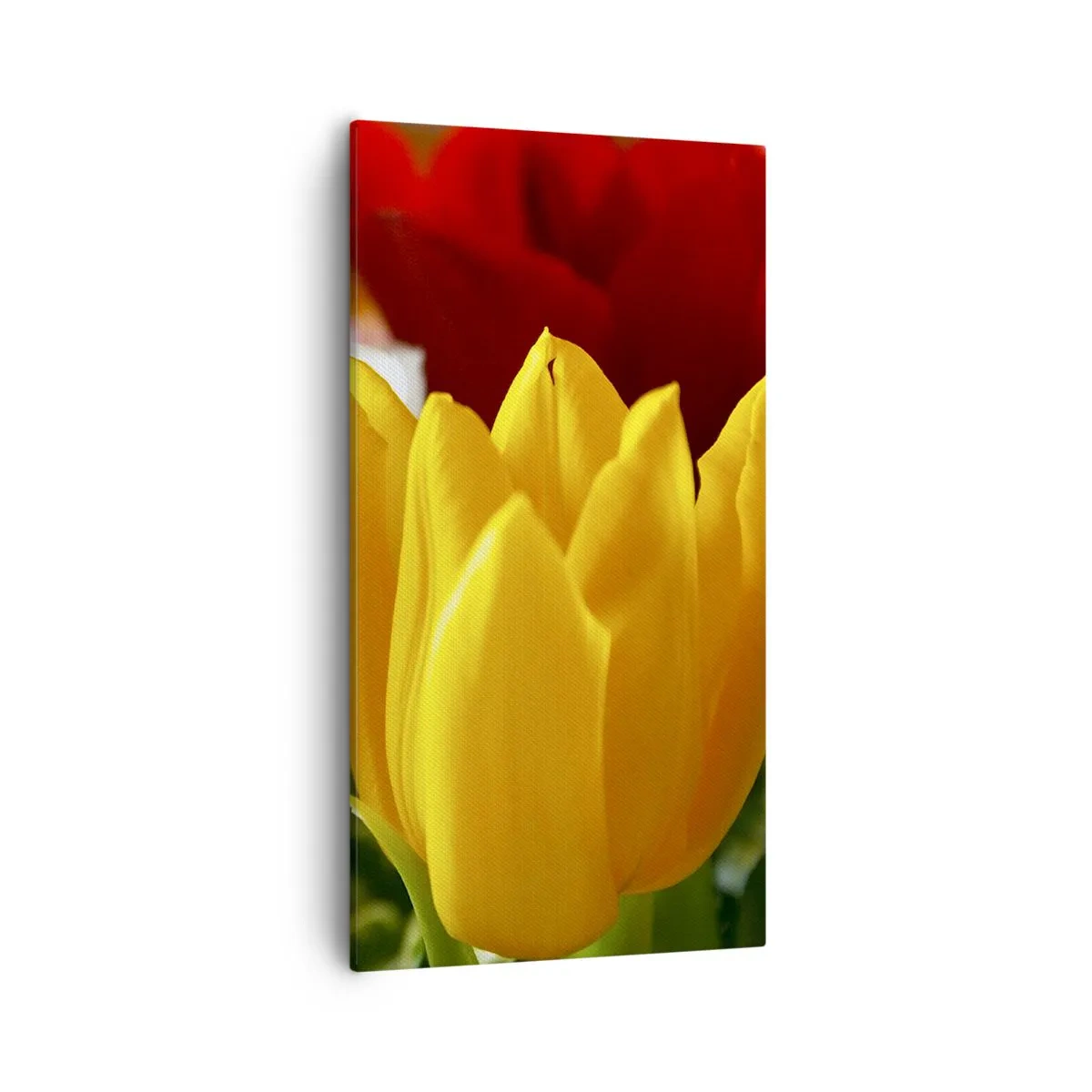 Schilderen op canvas - Tulpenkoorts - 55x100 cm