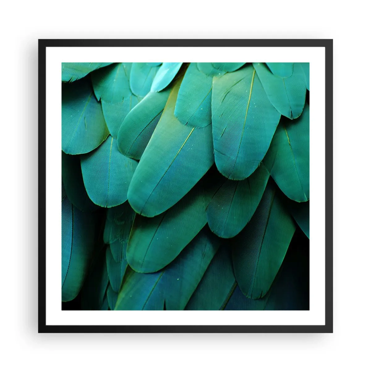 Poster in een zwarte lijst - Papegaaiachtige precisie - 60x60 cm