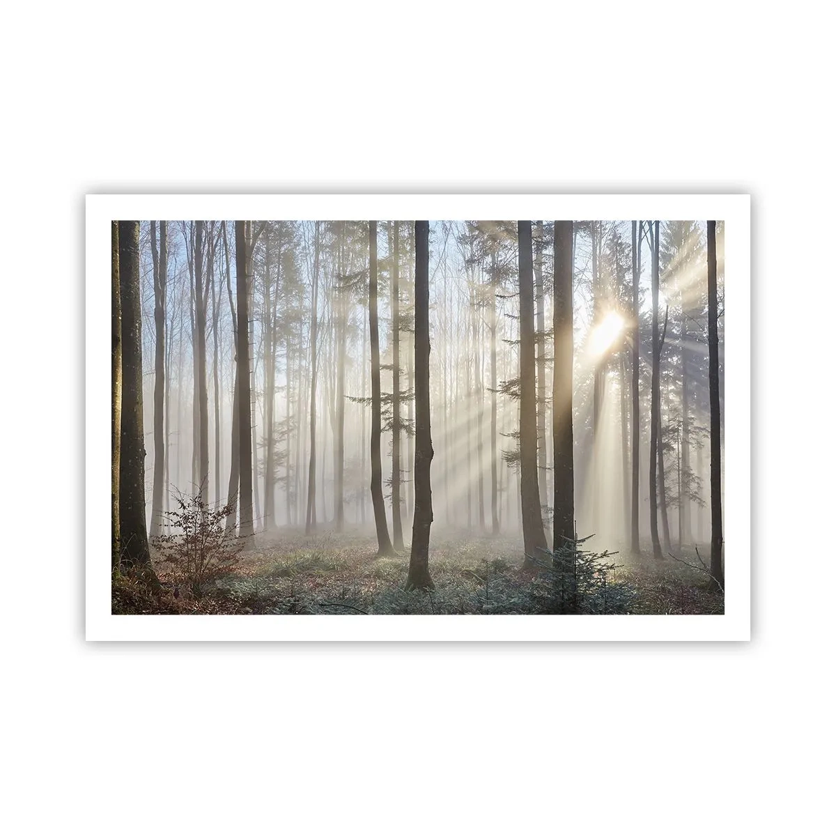 Poster - De mist werd ook wakker - 91x61 cm