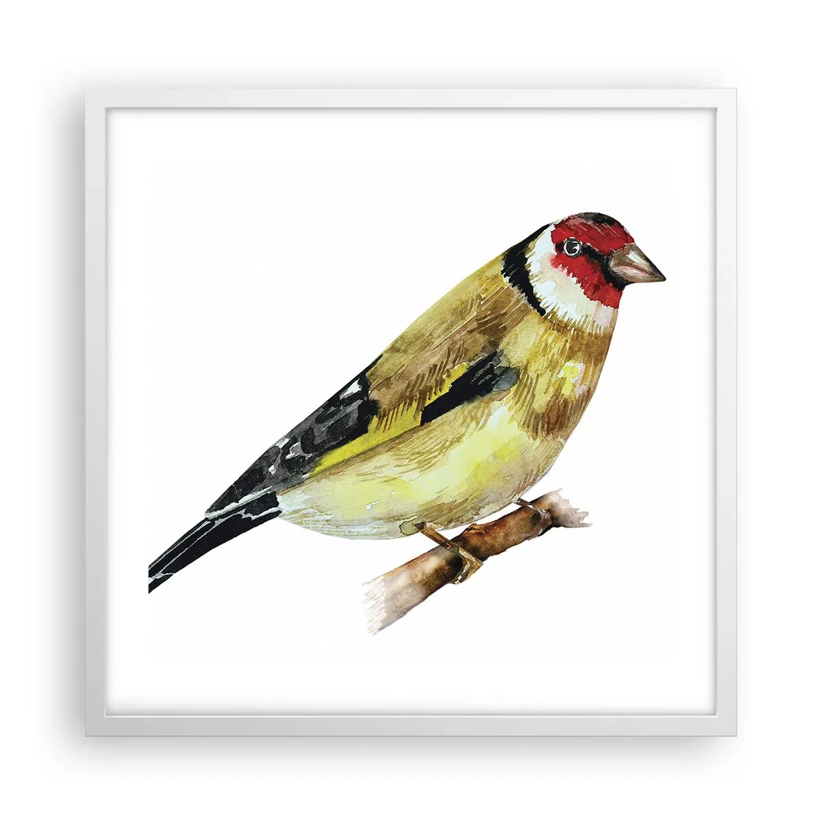 Poster in een witte lijst - Vogel portret - 50x50 cm