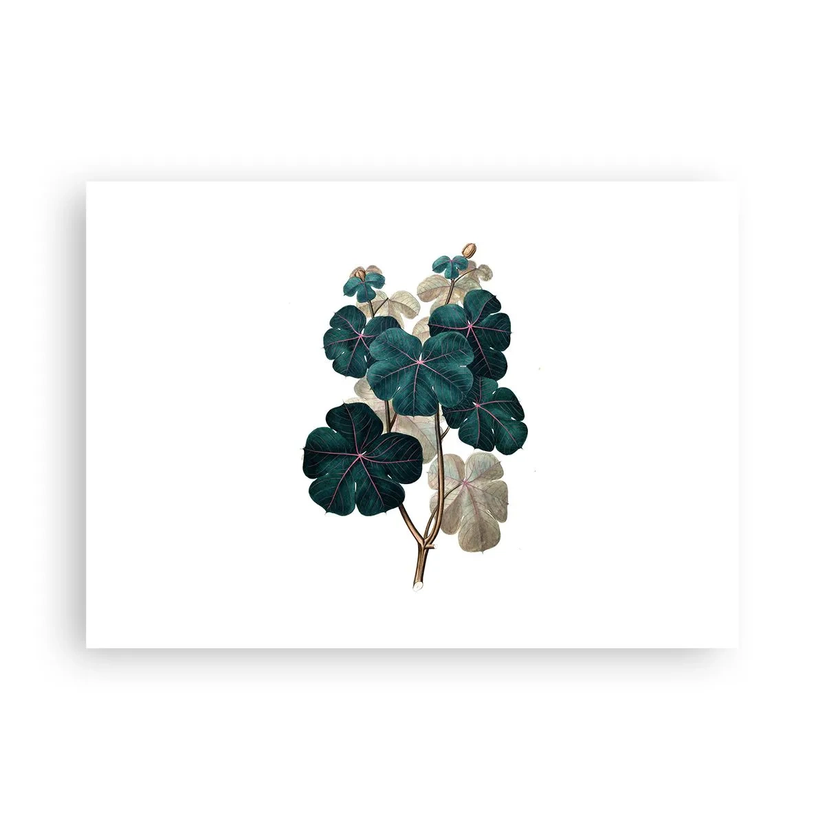 Poster - Uit het oude herbarium - 70x50 cm