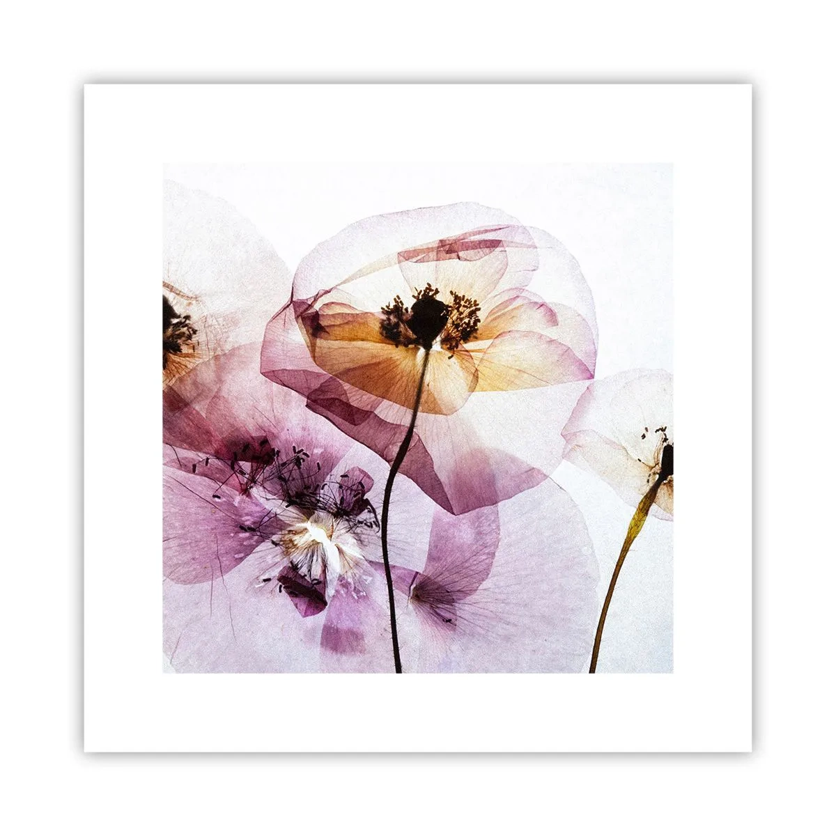 Poster - Transparante lichaamsbloemen - 30x30 cm