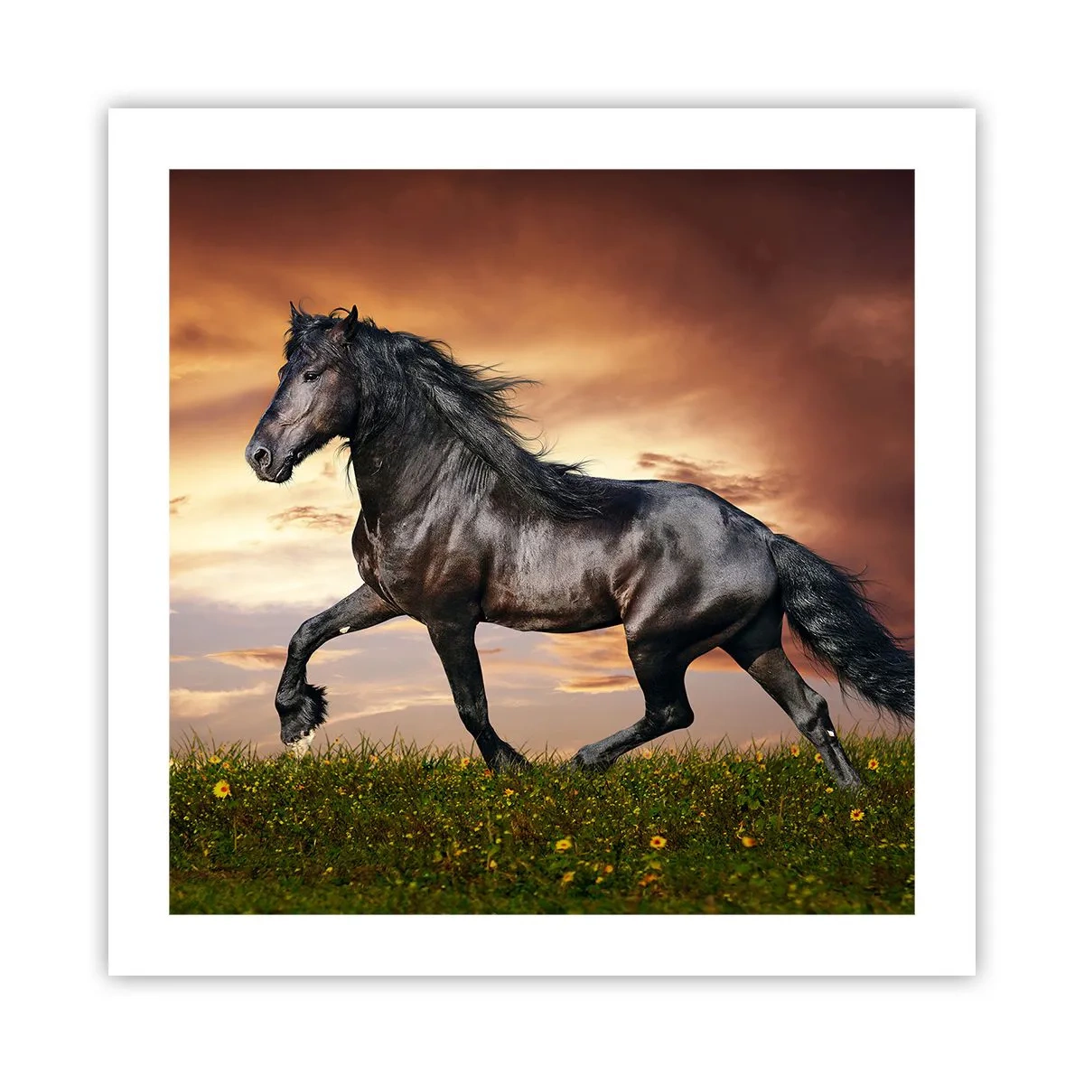 Poster - Zwarte Prins - 50x50 cm