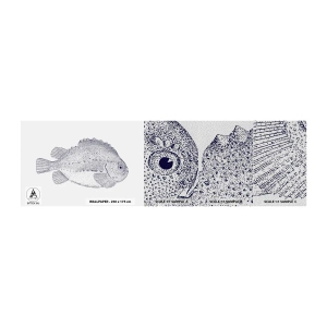 Fotobehang Monster Premium Sand - Voor het album van de natuuronderzoeker - Vis, Maritiem, Oceaan - 100x30 cm