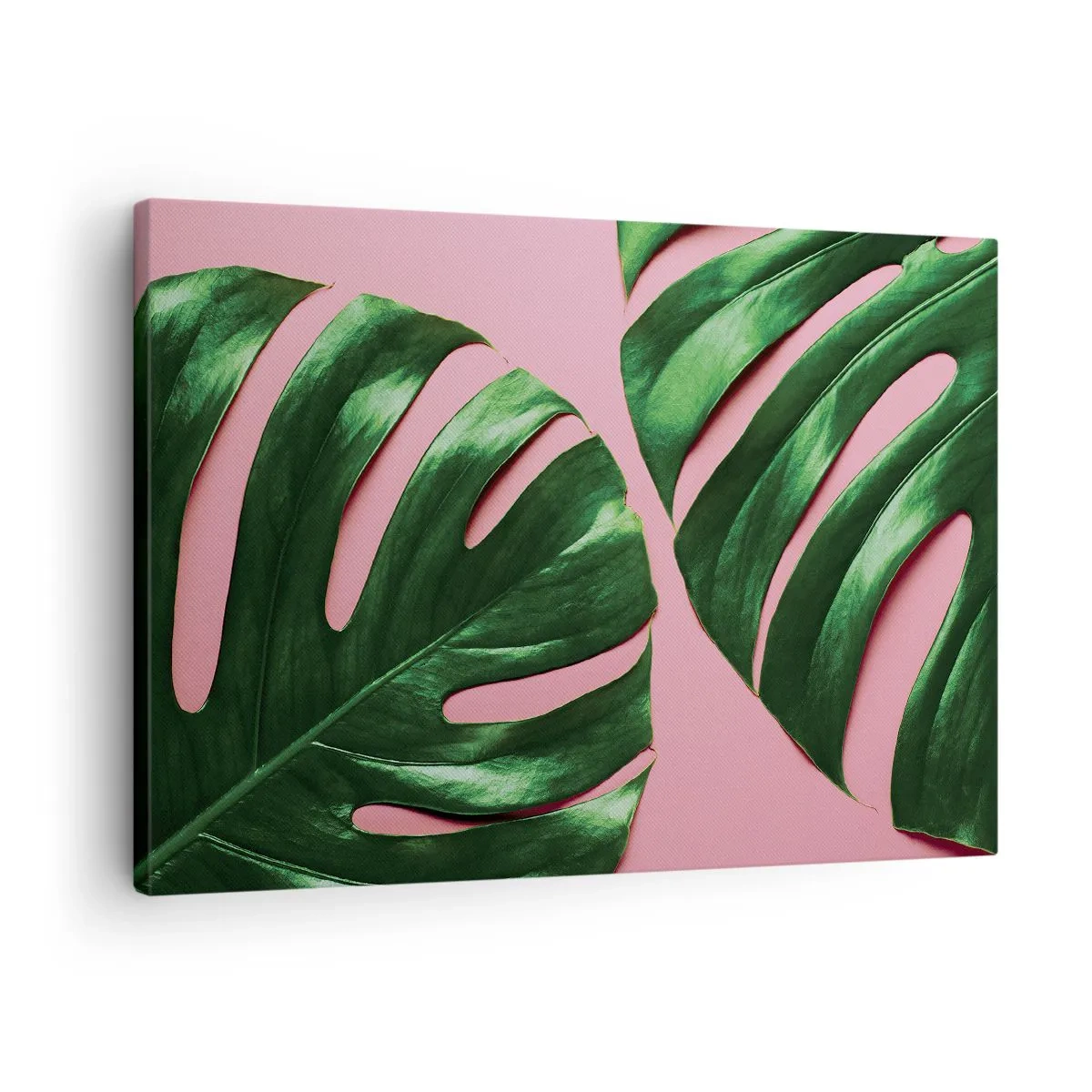 Schilderen op canvas - Groene monsterabladeren op een roze achtergrond - 70x50cm - Groene rendez-vous - Moderne wanddecoratie voor woonkamer en slaapkamer ARTTOR