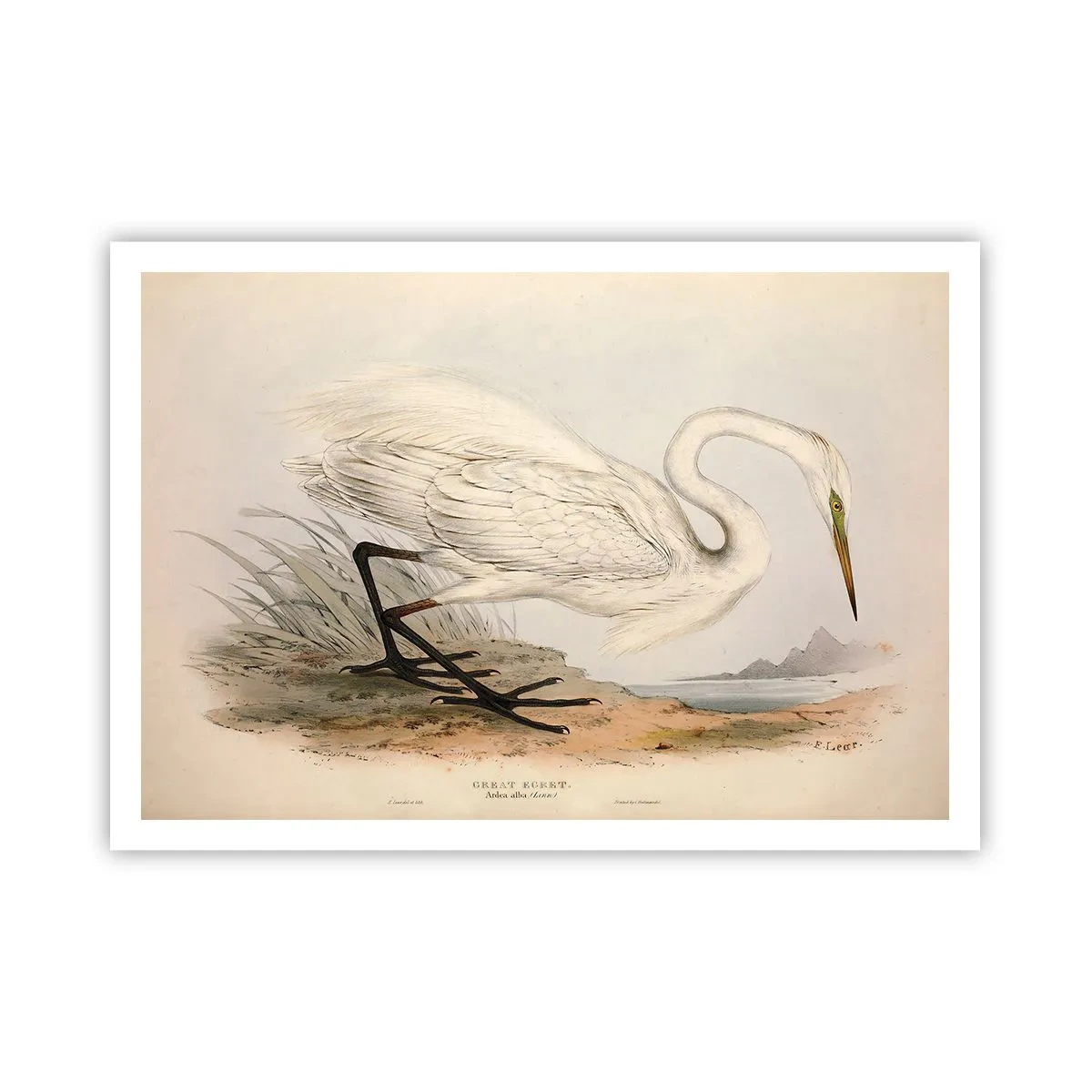 Poster - Dame op de biezen - 100x70 cm