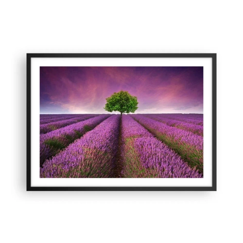 Poster in een zwarte lijst - Op lavendelvelden - 70x50 cm