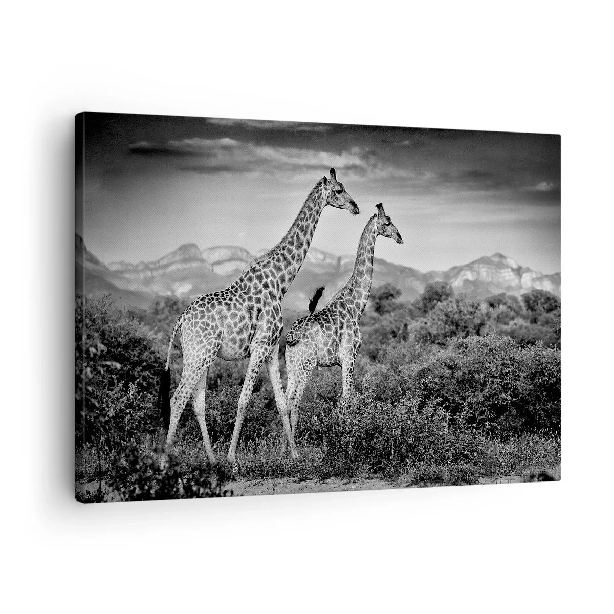 Schilderen op canvas - Zwart-wit silhouetten van twee giraffen in de savanne - 70x50cm - Hoge sferen in Afrika - Moderne wanddecoratie voor woonkamer en slaapkamer ARTTOR