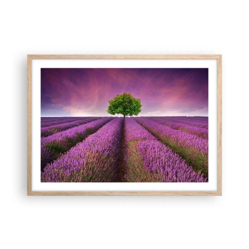 Een poster in een licht eiken lijst - Op lavendelvelden - 70x50 cm