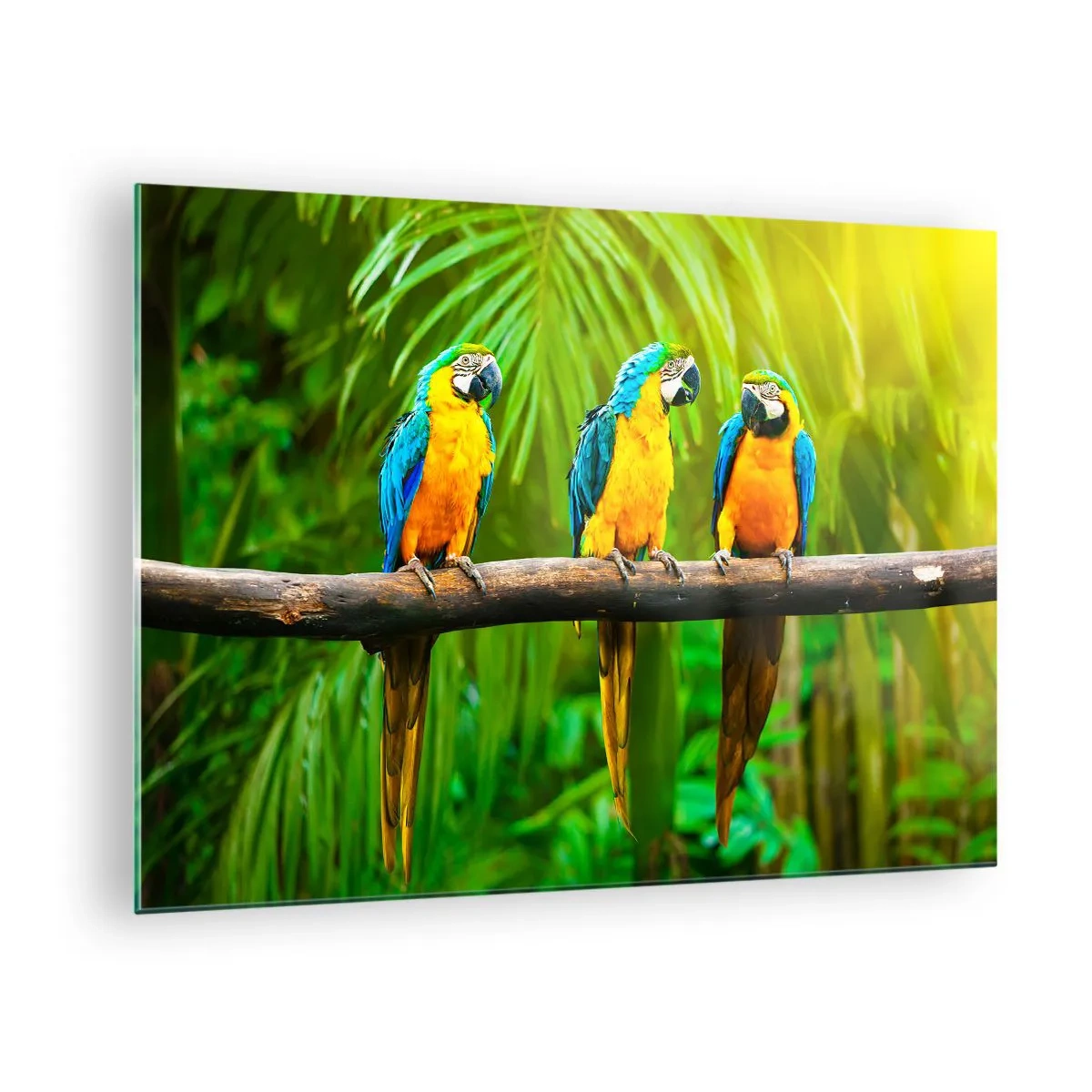 Schilderen op glas - Drie ara's op een tak in een tropisch bos - 70x50cm - En heb je gehoord dat ze...? - Moderne wanddecoratie voor woonkamer en slaapkamer ARTTOR