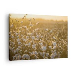 Schilderen op canvas - Een katoenveld in het warme licht van de ondergaande zon - 70x50cm - Pluizig veld - Moderne wanddecoratie voor woonkamer en slaapkamer ARTTOR