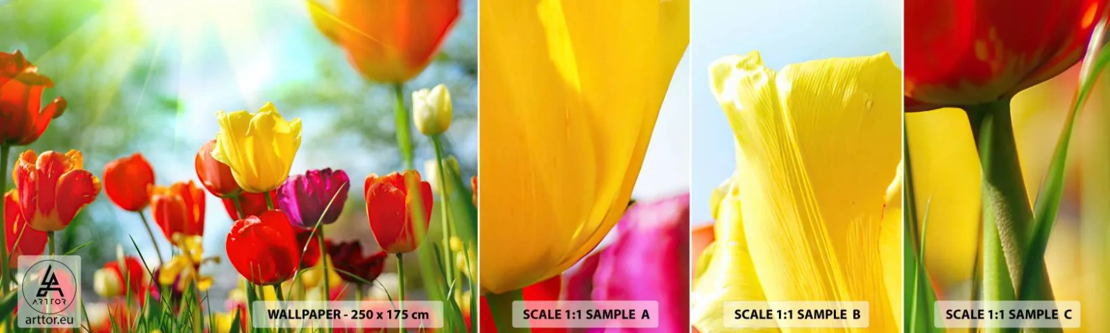 Fotobehang Staaltje Standard Eco - Alle kleuren van de zon - Tulpen, Bloemen, Wei - 100x30 cm