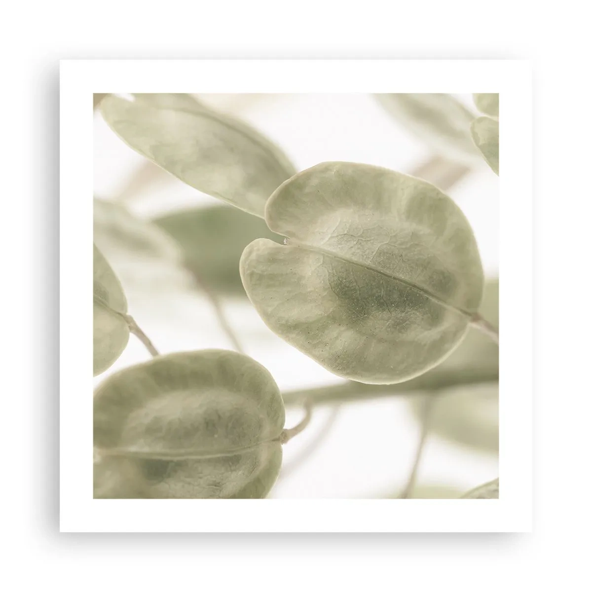 Poster - In het begin waren er bladeren... - 50x50 cm