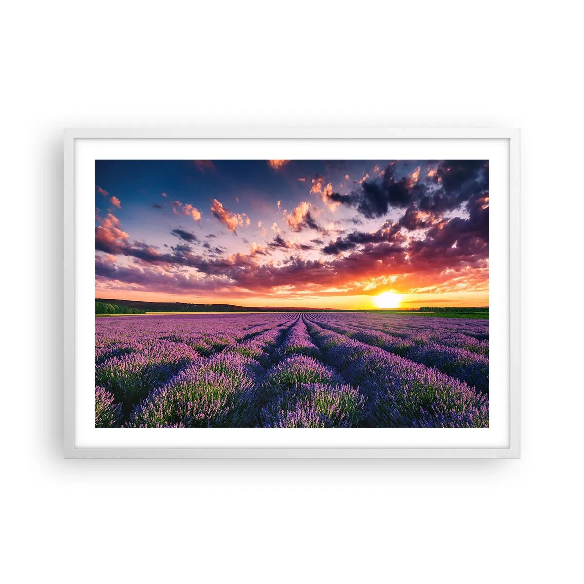 Poster in een witte lijst - Lavendel wereld - 70x50 cm