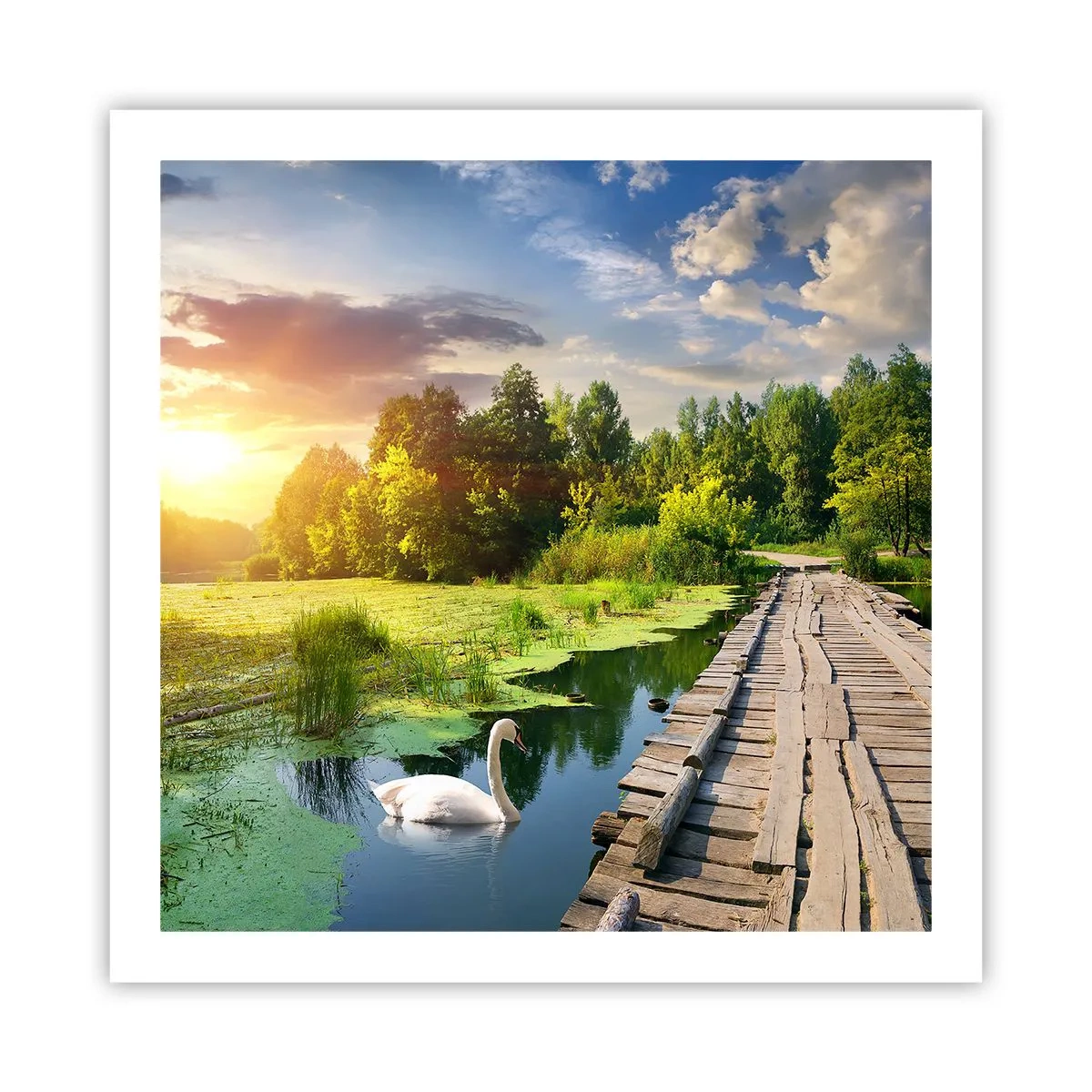 Poster - Zomer, zomer overal - 60x60 cm