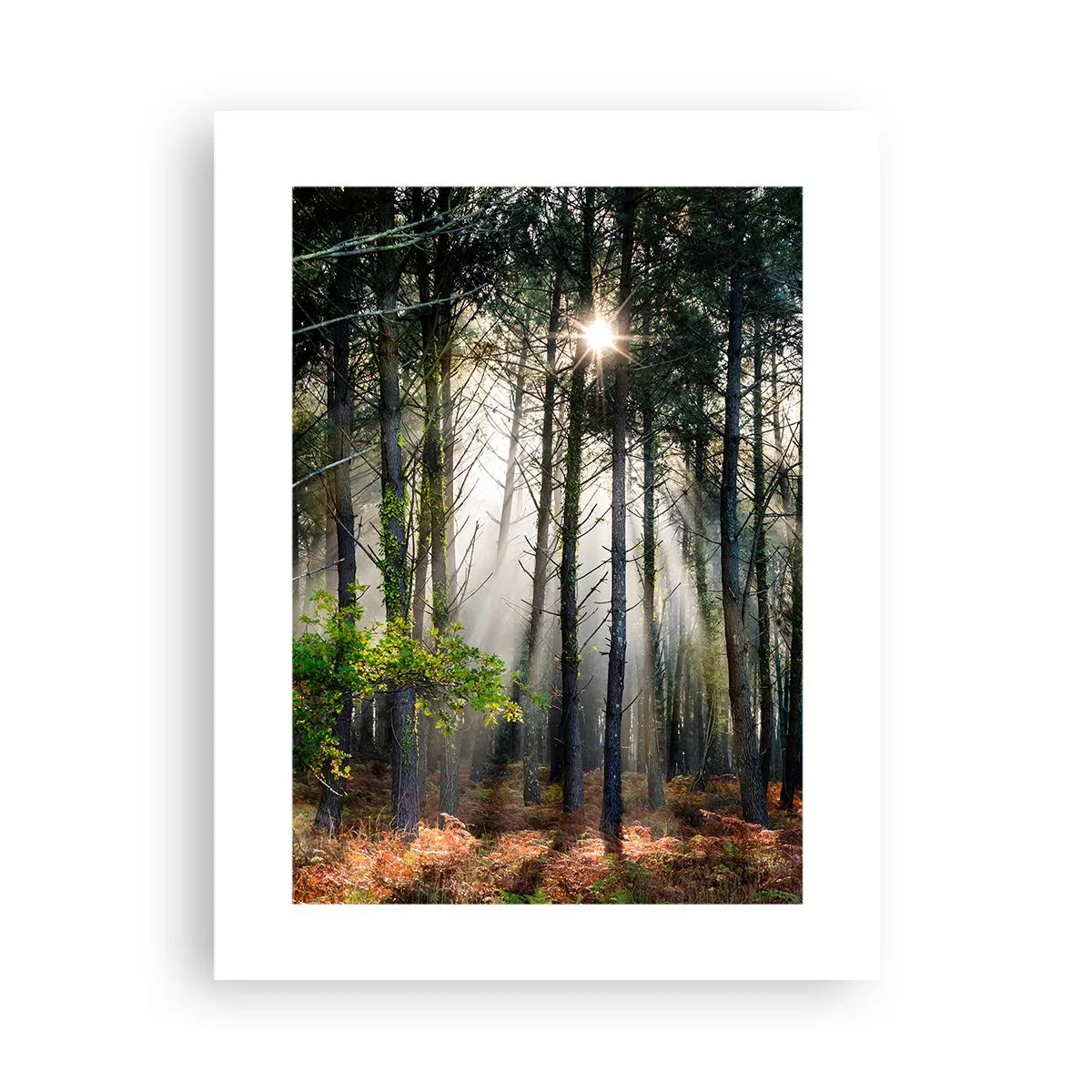 Poster - Heilige bosplek - 30x40 cm