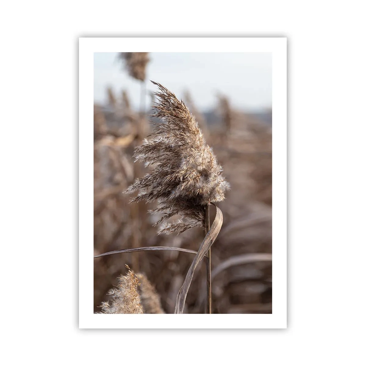 Poster - Tijd om met de wind mee te gaan - 50x70 cm
