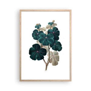 Een poster in een licht eiken lijst - Uit het oude herbarium - 50x70 cm