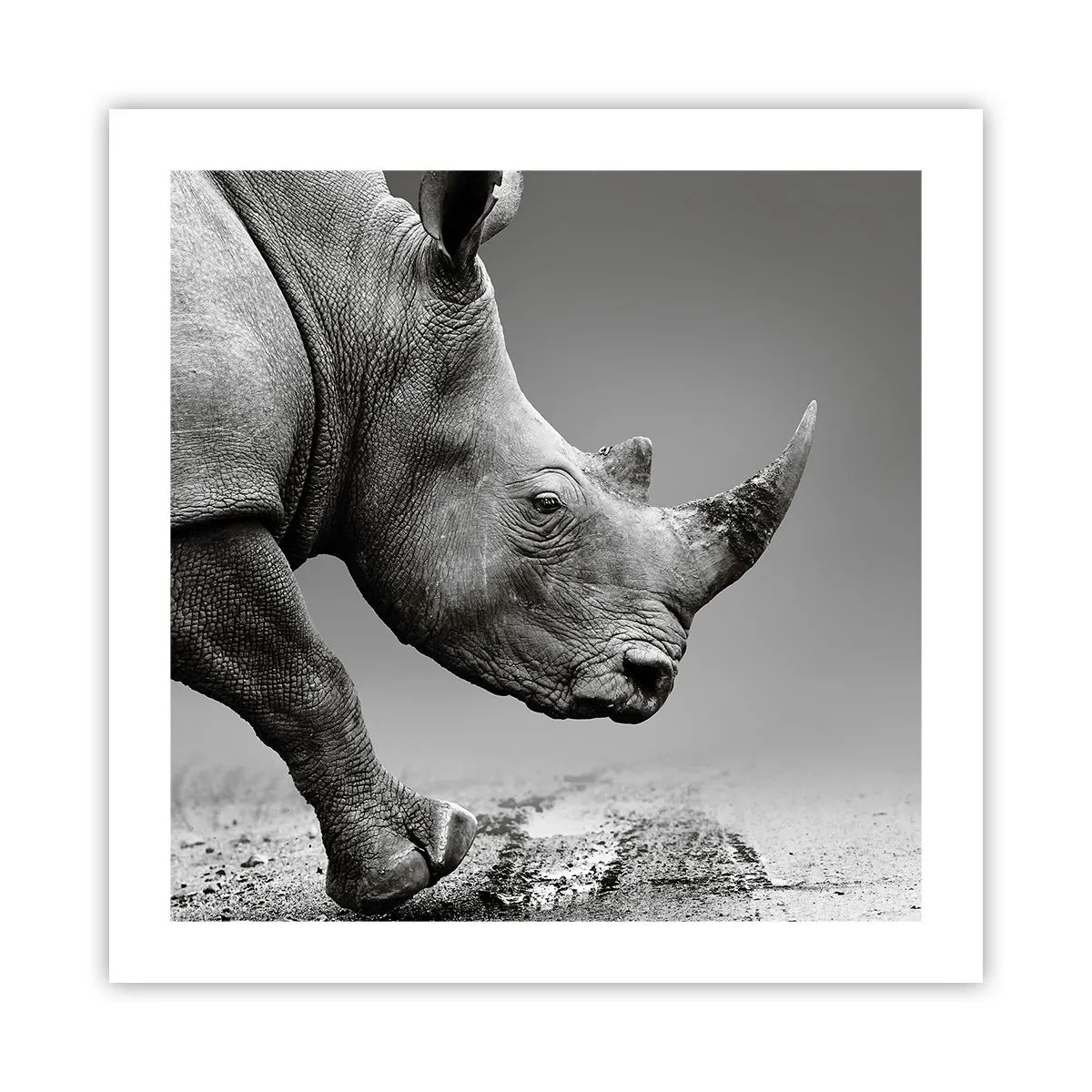 Poster - Onstuitbare kracht - 50x50 cm