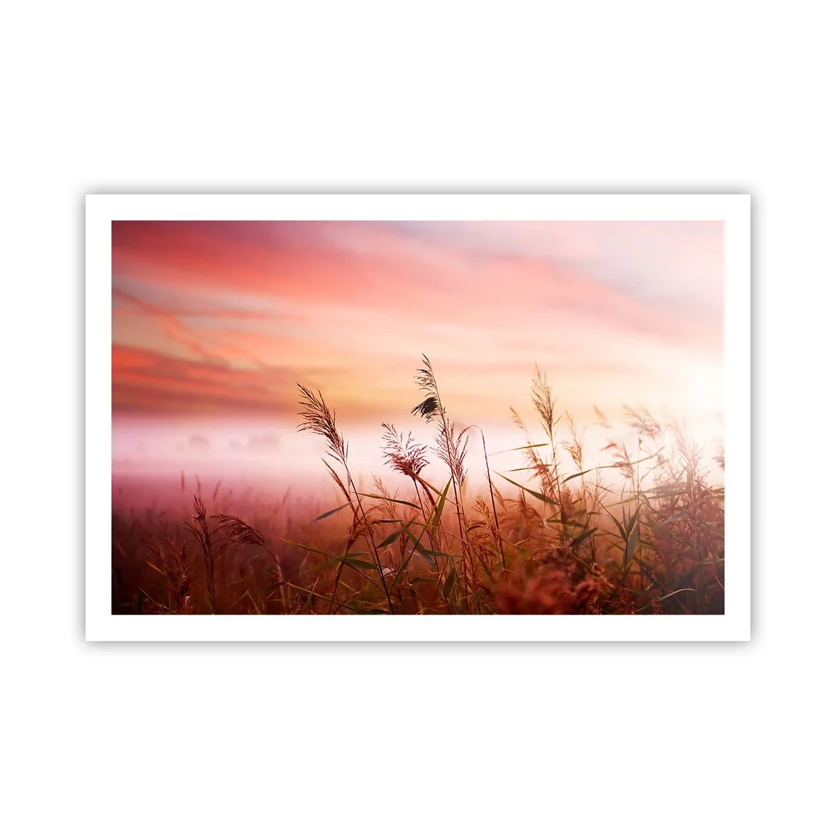 Poster - Vliegers, paardebloemen, wind - 91x61 cm
