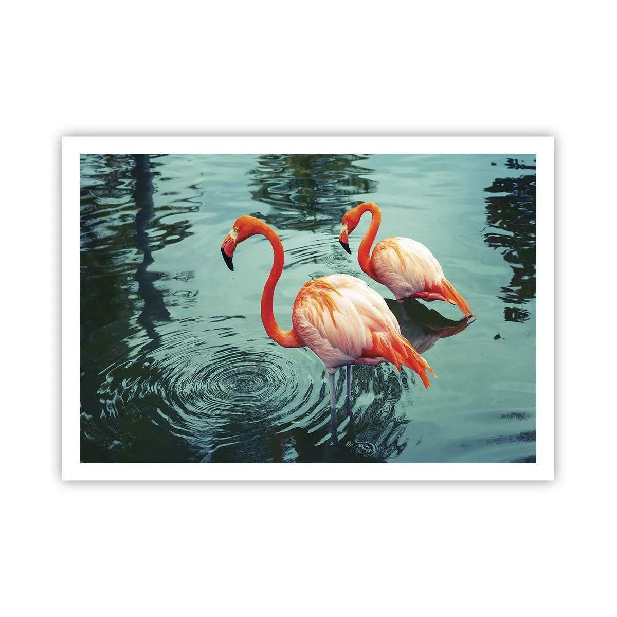 Poster - We zijn nu in de mode - 100x70 cm