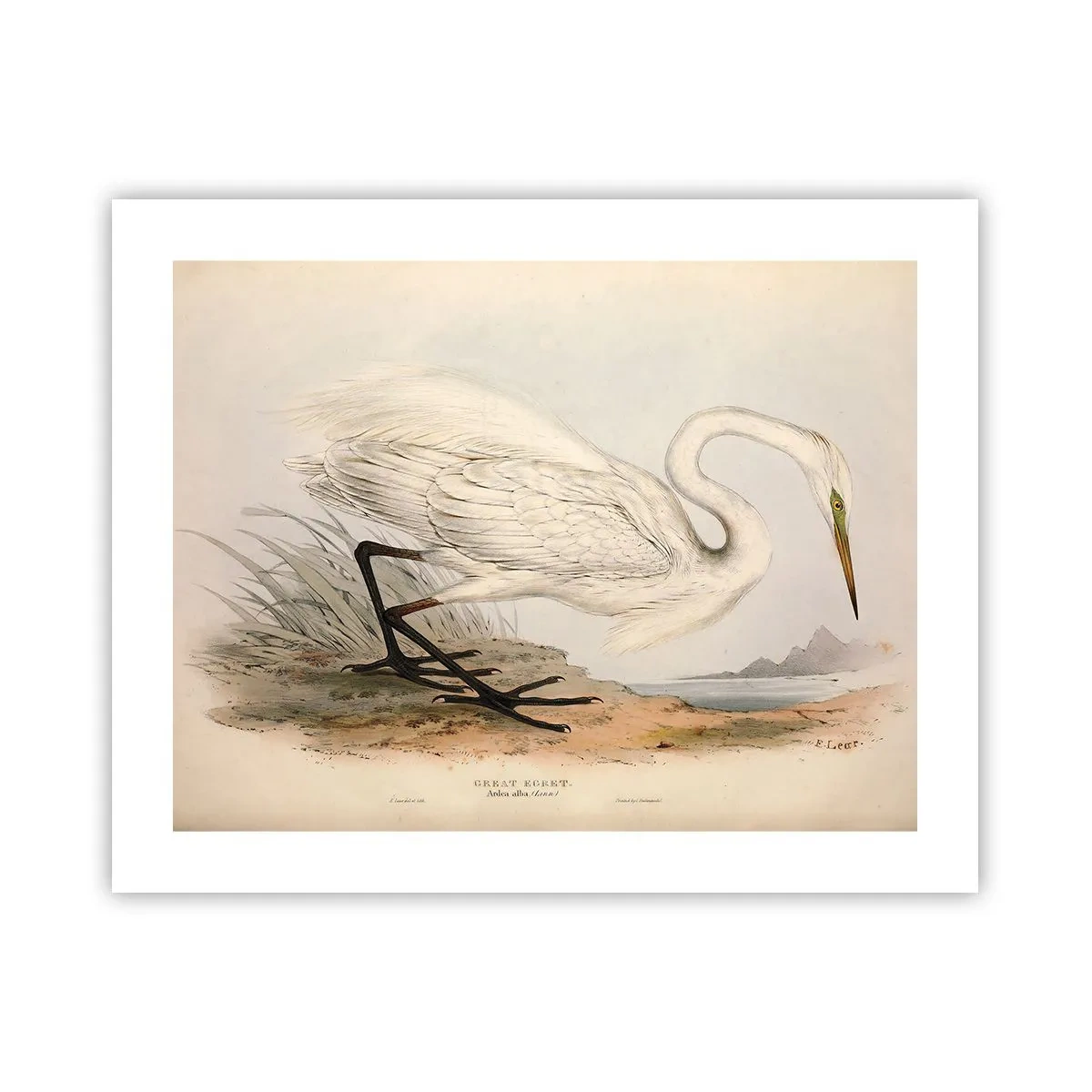 Poster - Dame op de biezen - 50x40 cm