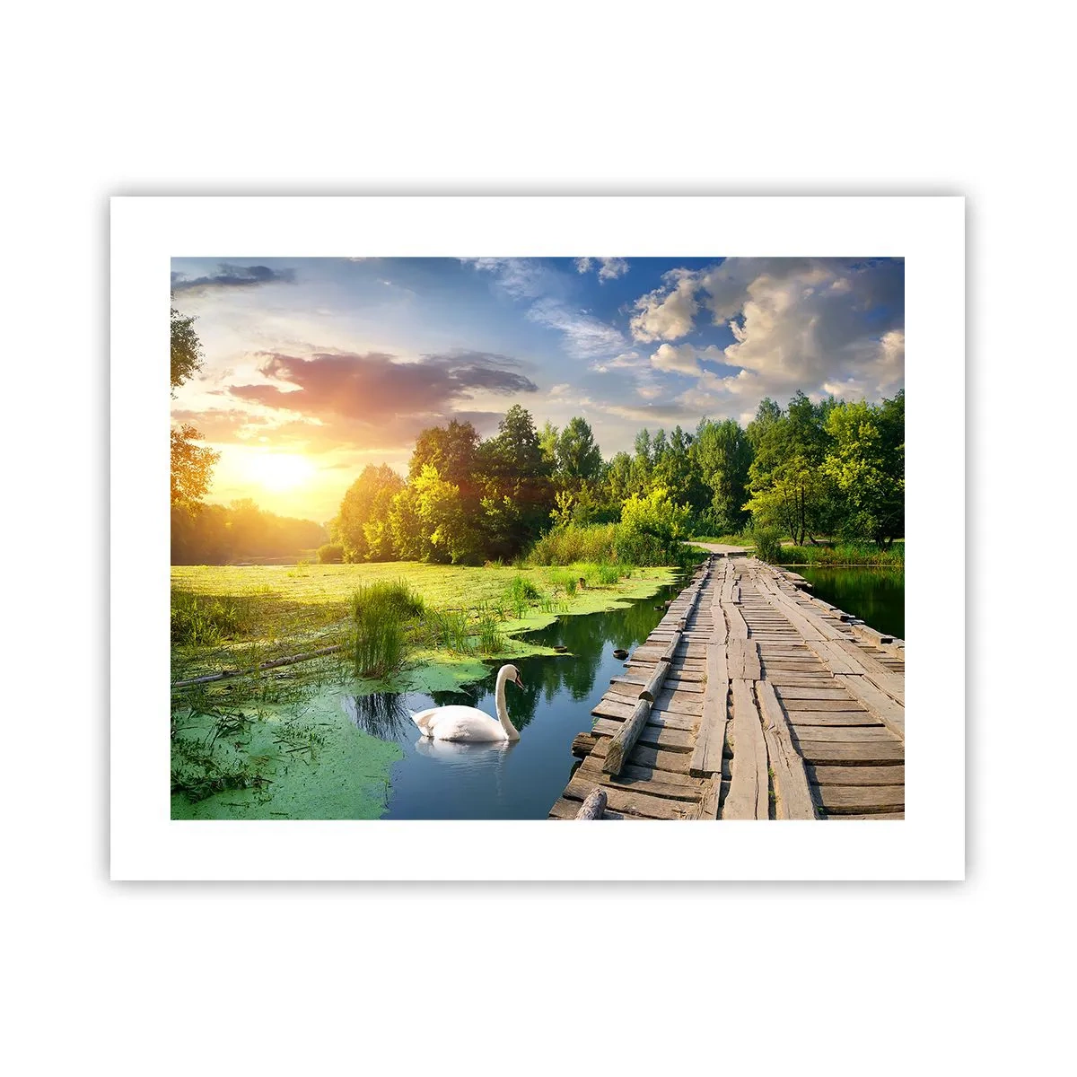 Poster - Zomer, zomer overal - 50x40 cm