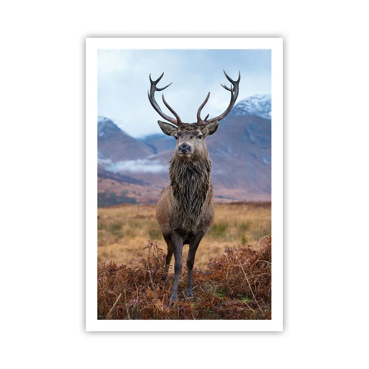 Poster - Op eigen grond - 61x91 cm