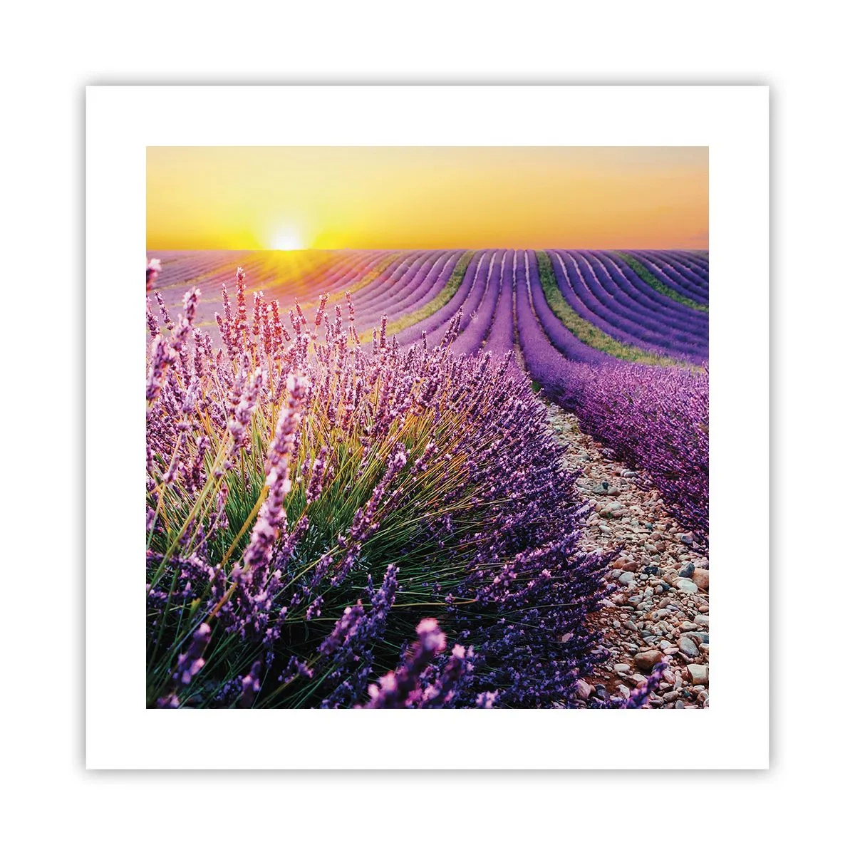 Poster - Geurige korenvelden - 40x40 cm