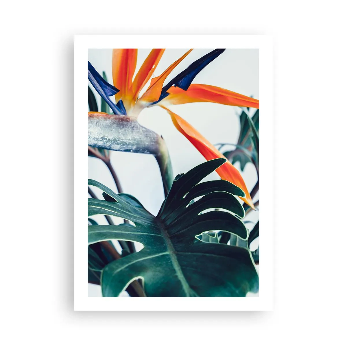 Poster - Vogelstruik - 50x70 cm