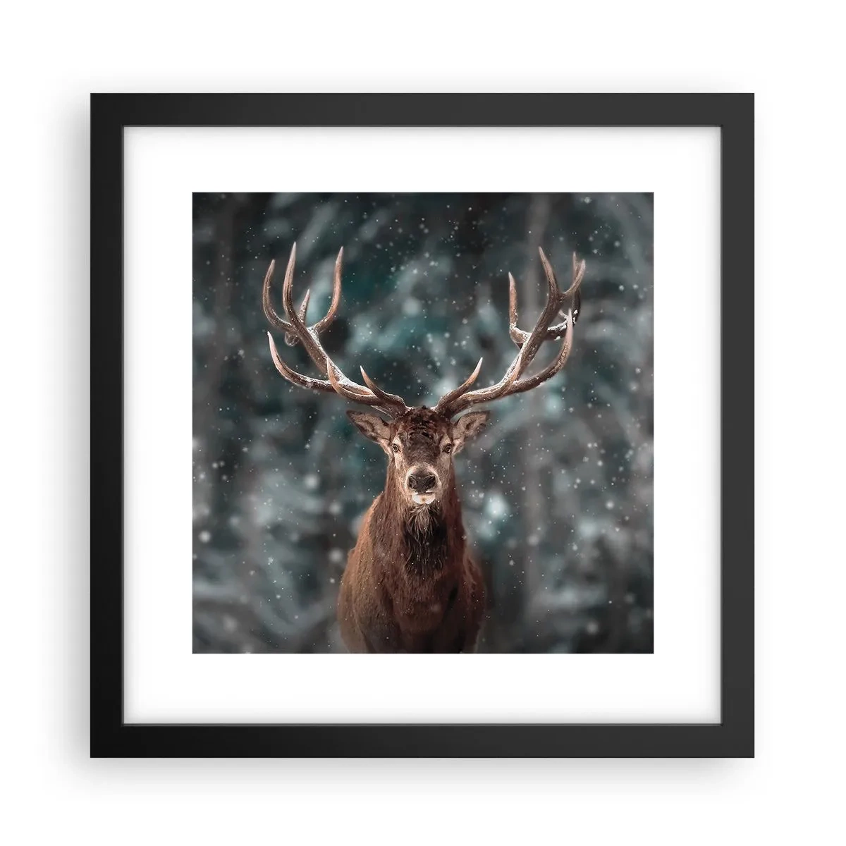 Poster in een zwarte lijst - Gekroond tot koning van het bos - 30x30 cm