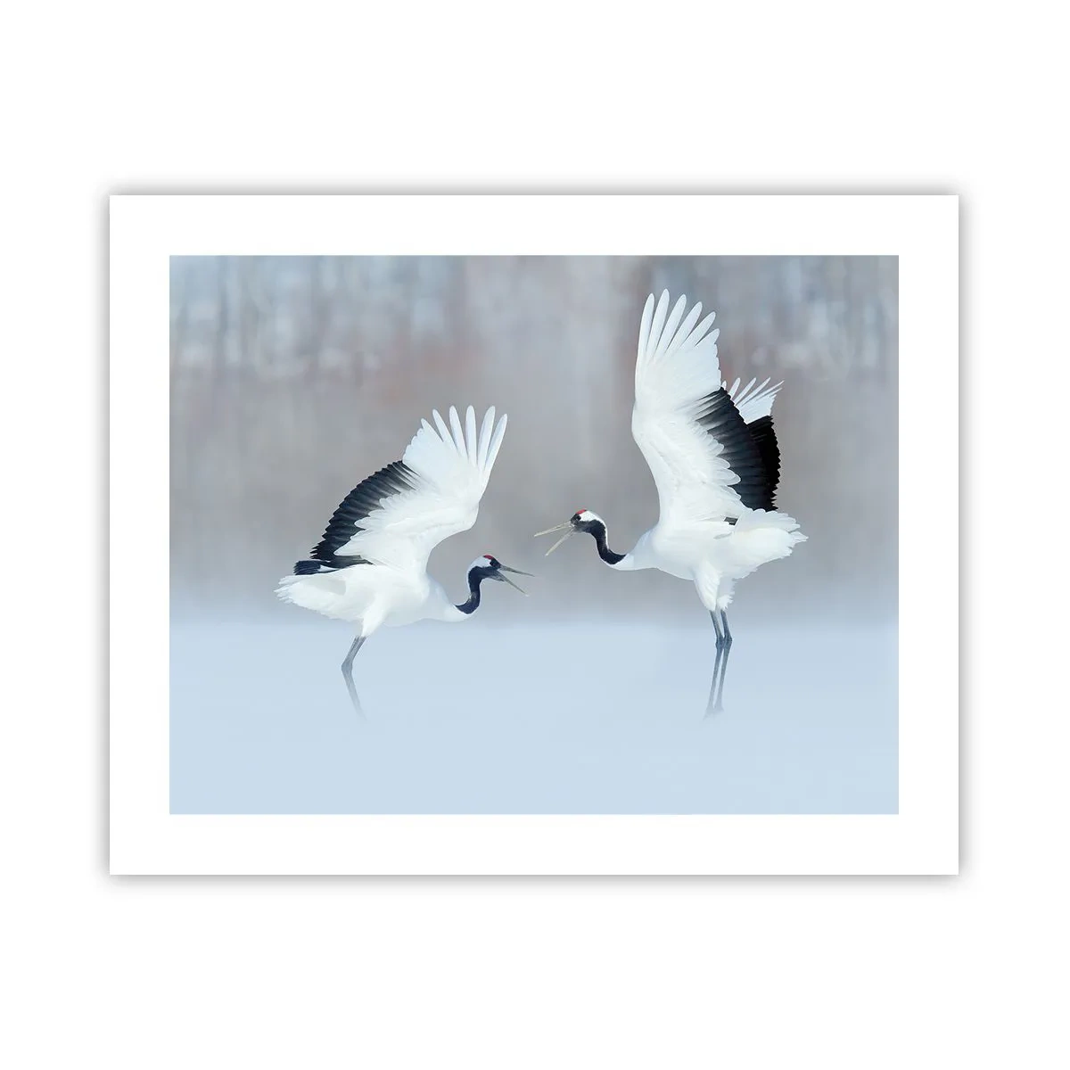 Poster - Dans in de mist - 50x40 cm