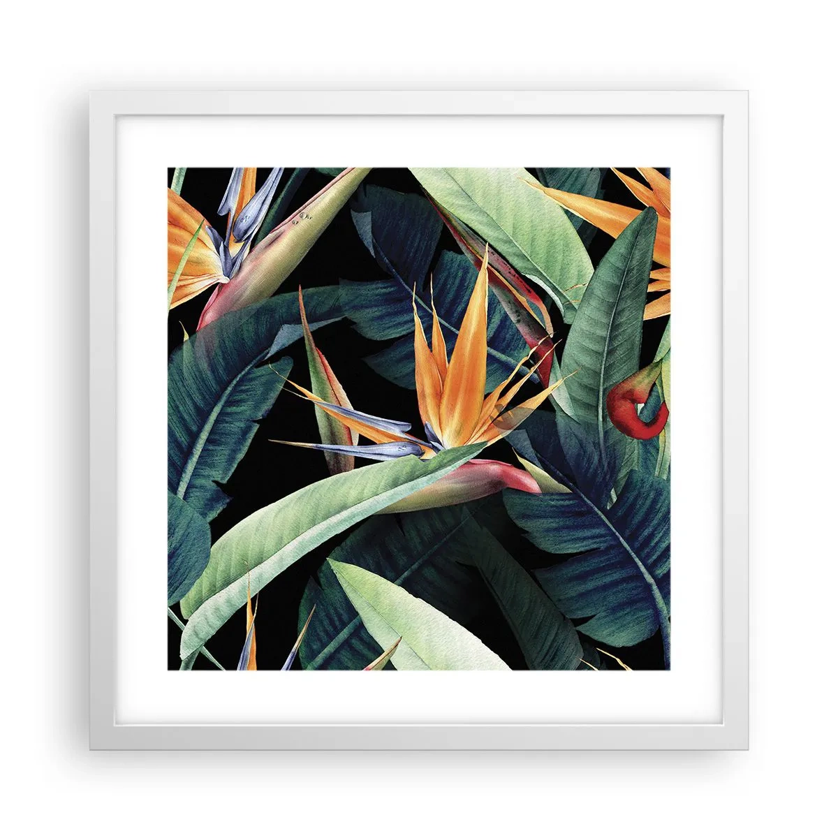 Poster in een witte lijst - Vlammende bloemen van de tropen - 40x40 cm