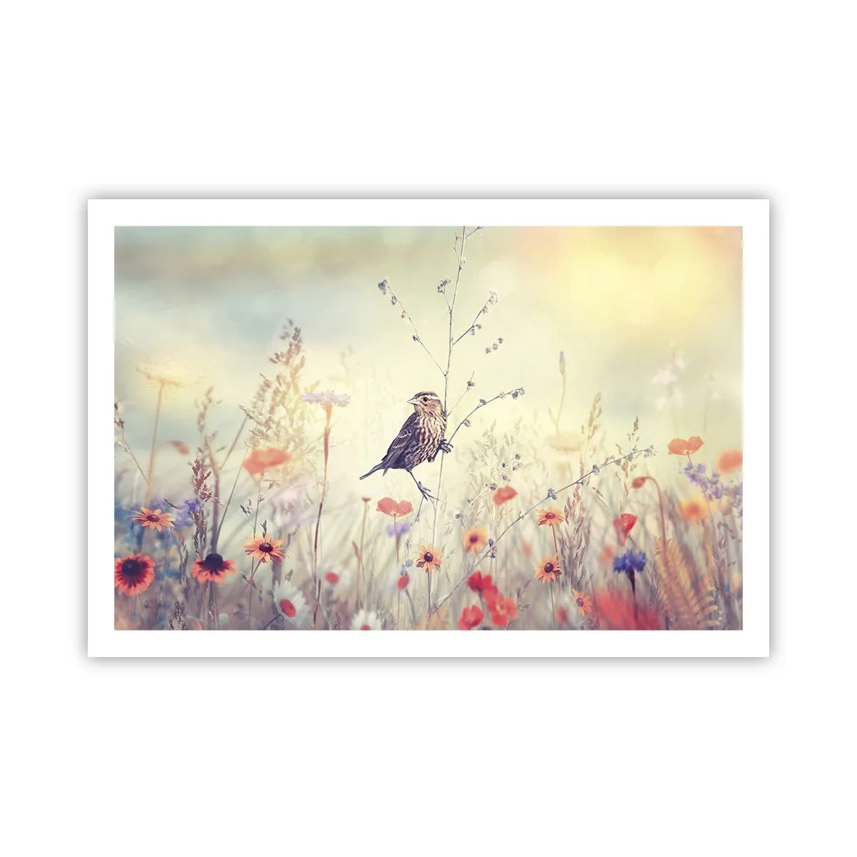 Poster - Vogelportret met een weiland op de achtergrond - 91x61 cm