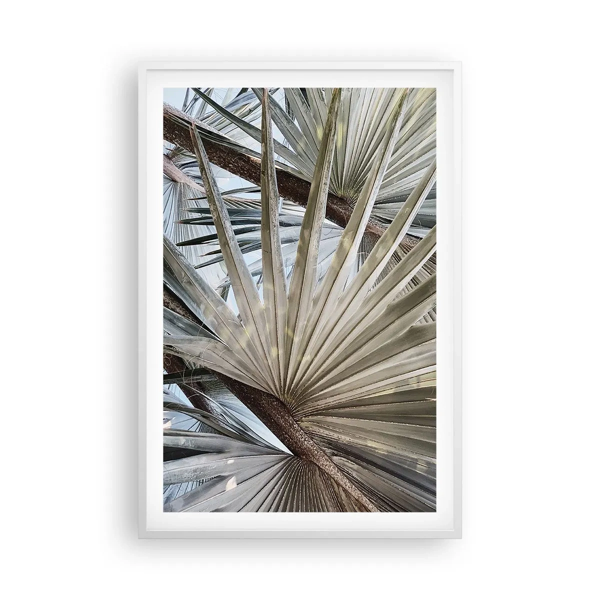 Poster in een witte lijst - Fans in de tropen - 61x91 cm