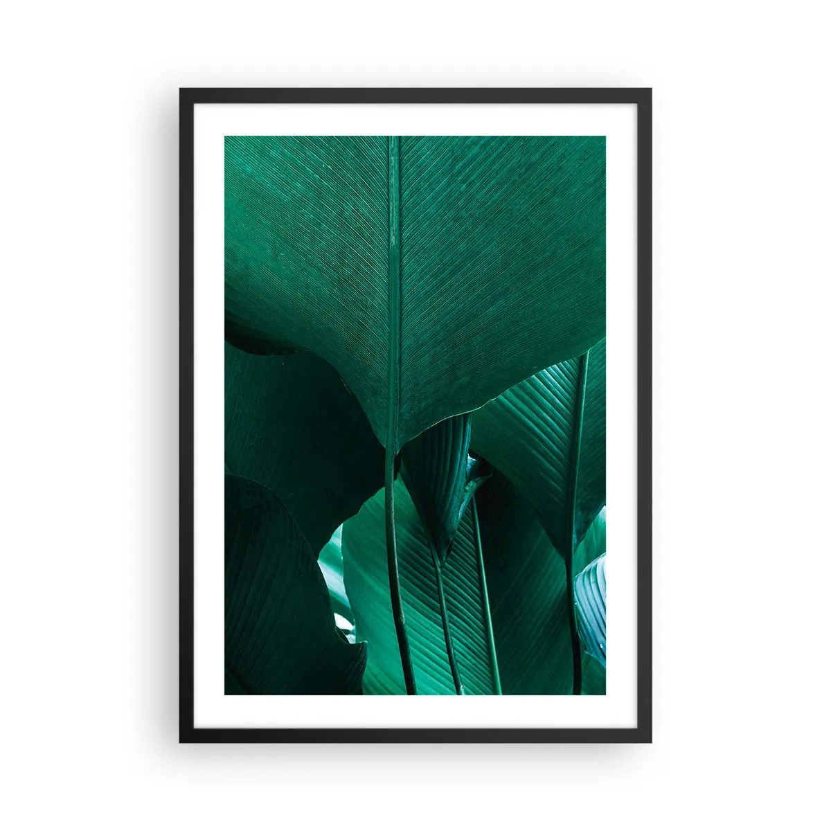 Poster in een zwarte lijst - Close-up van grote groene bladeren met structuur en textuur. - 50x70cm - Naar het licht gekeerd - Moderne wanddecoratie voor woonkamer en slaapkamer ARTTOR