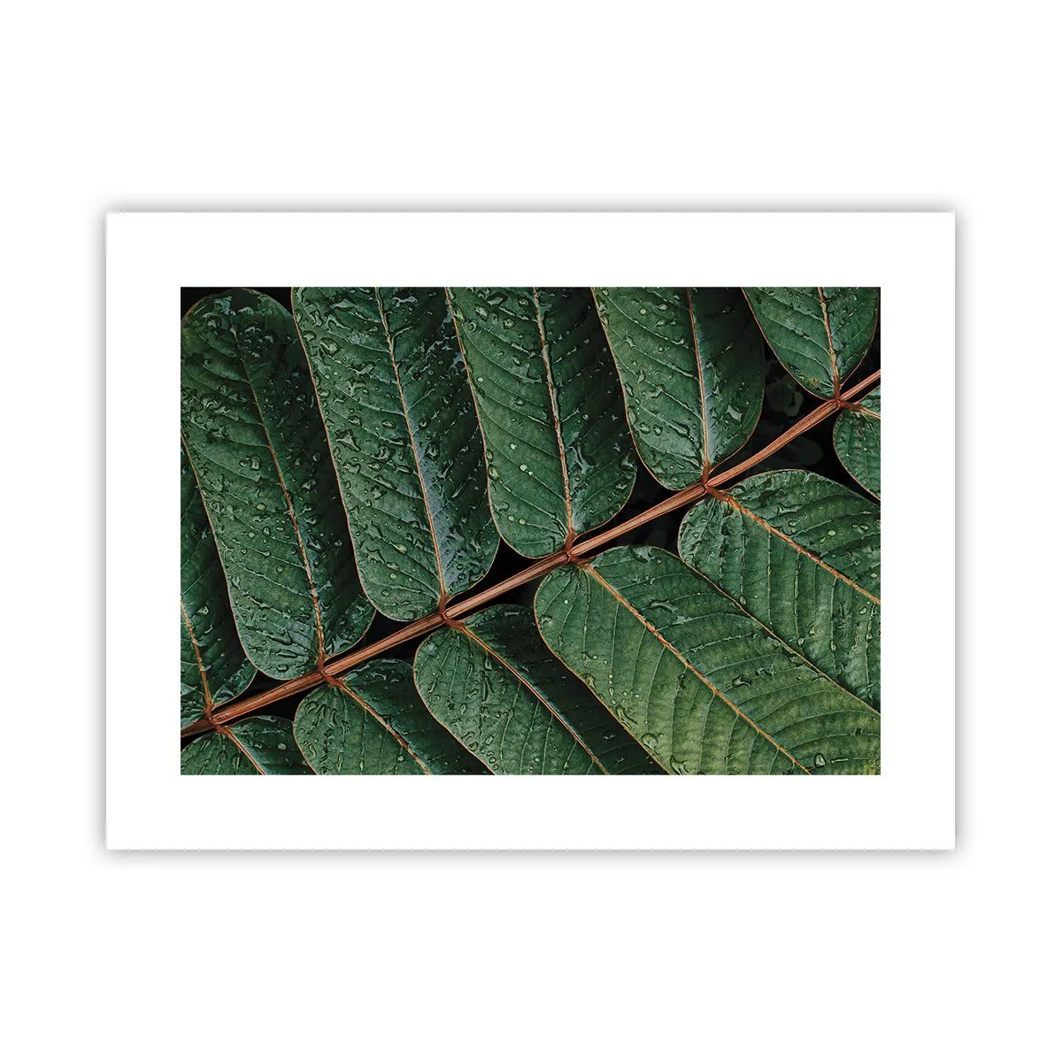 Poster - In een groen ritme - 40x30 cm