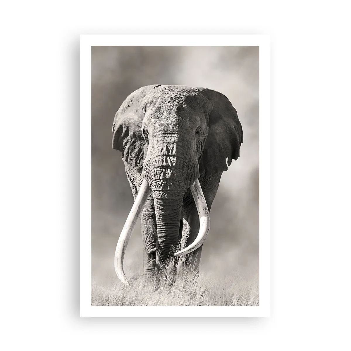 Poster - Afrikaanse patriarch - 61x91 cm