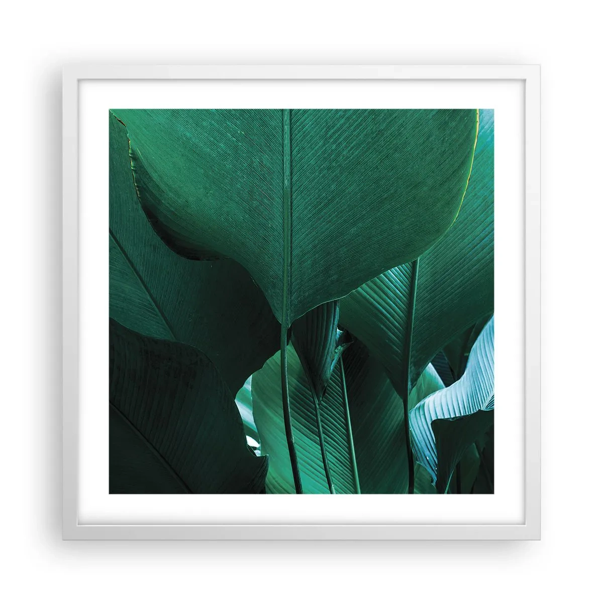 Poster in een witte lijst - Naar het licht gekeerd - 50x50 cm