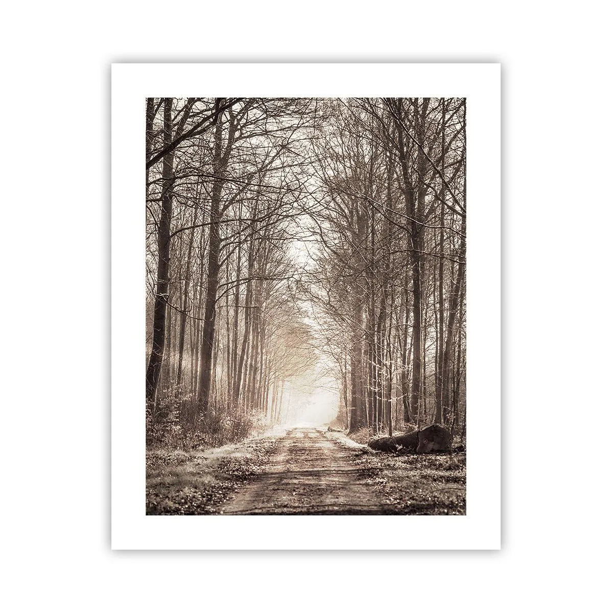 Poster - Boskathedraal - 40x50 cm